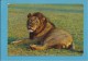 AFRICAN FAUNA - Leão Leone Lion Loewe - Animals - Africa - 2 SCANS - Lions