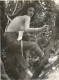 SEXY Girl In A Tree Clipped Bra,fille Sexy Dans Un Soutien-gorge De L'arbre Coupé Erotic, Sexy, Old Photo - Autres & Non Classés