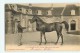 Le HARAS Du PIN - LAUZUN étalon De Pur Sang Anglais - Cheval De Course -  TBE - Edition Roussel , Argentan - 2 Scans - Autres & Non Classés