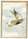 CHROMO - Oiseaux - 10.5 X 14.5 Cm - Au Bon Marché
