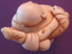 Delcampe - Véritable Netsuke Début 19ème Siècle TBE Signé - Asian Art