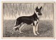 German Shepherd Dog CR Artist Signed Carte Postale Vintage Original Postcard Cpa Ak (W3_3015) - Perros