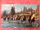 Canada  Rafter Six Guest Ranch Seebe. Horses Chevaux Pferde -> Belgique 1974. Carte Pliée ! - Autres & Non Classés