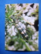 Strangalia Arcuata - Bug - Insects - 1980 - Russia USSR - Unused - Insectes