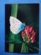 Common Blue - Polyommatus Icarus - Butterfly - Insects - 1980 - Russia USSR - Unused - Insectes