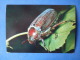 Common Cockchafer - Melolontha Hippocastani - Beetle - Insects - 1980 - Russia USSR - Unused - Insectes