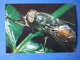 Horse Fly - Hybomitra Sp - Fly - Insects - 1980 - Russia USSR - Unused - Insectes