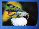 Common Scorpionfly - Panorpa Communis - Insects - 1980 - Russia USSR - Unused - Insectes