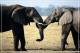 Elephant Eléphant Elefanten , Postal Stationery -- Articles Postaux -- Postsache F   (A24-011) - Olifanten