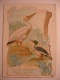 CHROMO - PELICAN ONOCROTALE HARLE BIEVRE CARTE CHOCOLOAT D'AIGUEBELLE LE MONDE DES OISEAUX - 7X10 - ORDRE DES PALMIPEDES - Aiguebelle