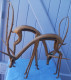 Paire D'ANTILOPES En Bronze Hauteur 37 Cm - Brons