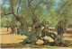 España--Mallorca--1968--Olivos Milenarios-- - Trees