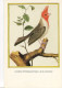 Delcampe - 1 LOT DE 9 CARTES MODERNES "L´HISTOIRE NATURELLE DES OISEAUX" D'après MARTINET - 5 - 99 Karten