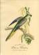 Oiseau , PERROQUET ** PSITTACUS PULCHELLUS ** - Gravure Aquarellée  -  Perruche .. 2 En Pendant.... - Watercolours