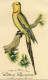 Oiseau , PERROQUET ** PSITTACUS BARRABANDÏ   ** - Gravure Aquarellée  -  Perruche .. 2 En Pendant.... - Acquarelli
