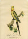 Oiseau , PERROQUET ** PSITTACUS BARRABANDÏ   ** - Gravure Aquarellée  -  Perruche .. 2 En Pendant.... - Aquarel
