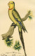 Oiseau , PERROQUET ** PSITTACUS BARRABANDÏ   ** - Gravure Aquarellée  -  Perruche .. 2 En Pendant.... - Watercolours