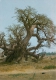 Centenarian Baobab Tree, Senegal Postcard - Senegal