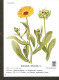 5k. Germany Flora Flower Calendula Plant - Rigelblume - Medicinal Plants