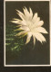 5k. Germany Flora Flowers Cactus - 1962 Fabfoto Helmut Schafer - Erhard Bunkowsky - Cactusses