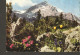 5k. Germany Flora Alpenflora Am Fusse D. Alpspitze - Photo Hans Huber, Garmisch-Partenkirchen Schneider Optik Kreuznach - Heilpflanzen