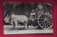 C P   Bullock Cart And Driver - Sri Lanka (Ceylon)