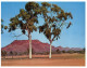 (PH 29) Australia - SA - Twin Ghost Gum - Flinders Ranges