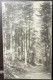 VALLOMBROSA 1914 24 Maggio INTERNO DI UN'ABETINA - QUARTIERE POSTALE -VIAGGIATA X FORLì - VEDI FOTO - Bäume