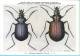 KBIN / IRSNB - Ca 1950 - Insecten Van België - Kevers - 5 - Coleoptera, Beetles, Coléoptères - Insects