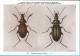 KBIN / IRSNB - Ca 1950 - Insecten Van België - Kevers - 8 - Coleoptera, Beetles, Coléoptères - Insectes