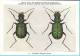 KBIN / IRSNB - Ca 1950 - Insecten Van België - Kevers - 1 - Coleoptera, Beetles, Coléoptères - Insectes