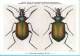 KBIN / IRSNB - Ca 1950 - Insecten Van België - Kevers - 6 - Coleoptera, Beetles, Coléoptères - Insectes