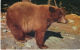 YOSEMITE NATIONAL PARK, CALIFORNIA. AMERICAN BLACK BEAR - Yosemite