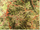 ARAL BV-Tourenkarte Schwarzwald - Südlicher Teil -  Von Ca. 1955 - 1 : 125.000  -  Ca. Größe : 69 X 62,5 Cm - Mappemondes