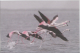 India  Philatelist´s Association Issued...GREATER FLAMINGO...  PPC   # 82022  Inde Indien - Flamants