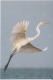 India  Philatelist´s Association Issued...GREY HERON /  LARGE EGRET...  PPC   # 82023  Inde Indien - Storks & Long-legged Wading Birds