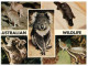 (PH 158) Australia - Wildlife Of Australia - Koala - Kangaroo - Platypusd - Lyre Bird - Outback