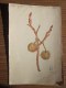 Dessin Peint à La Gouache (original Réalisé 1941 élève Cours Supé 2é A Thème : Fruit Et Bourgeons - Waterverf