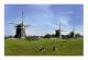 Windmills Of Pays Bas Postcard - Molinos De Viento