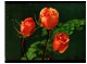 Delcampe - Fleurs 45 Cp - 5 - 99 Cartoline