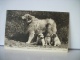 CHIENS DES PYRENEES - GAZOST 1er ET SES PETITS DU CHENIL-CLUB D'ARGELES - 1933 (EDITIONS LL PARIS N° 49) - Honden