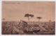 Ansichtskarte Aus Somalia Italiana Mit Zebras (w149) - Somalia