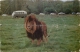 Lion, Longleat, Wiltshire, England Postcard Posted 1966 Stamp Michael Cox - Andere & Zonder Classificatie