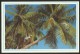 DOMINICANA Tumbador De Coco Tropical Coconut Tree 1994 - Dominican Republic