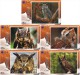 O03182 China Phone Cards Owl 60pcs - Eulenvögel