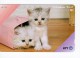 JAPAN - NTT Telephone Card - Animals, Cats - VF USED - Japan