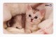 JAPAN - NTT Telephone Card - Animals, Cats - VF USED - Japan