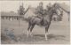 22032g CAVALIER - Beverloo - Carte Photo - Leopoldsburg (Kamp Van Beverloo)