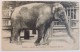 Paris Jardin Des Plantes  :   L’éléphant Rachel  - 1915   -  Zoo - Parcs, Jardins