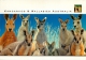 Kangaroos And Wallabies, Australia Postcard Used Posted To UK 2003 Stamp #1 - Other & Unclassified